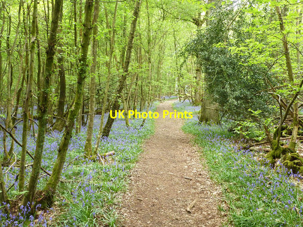 Photo 6"x4" Bluebells in Beckington Wood Heathfield\/TQ5821 c2013