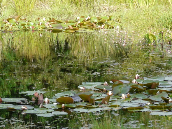 Photo 6"x4" Lily pond at Achnasheen Achnasheen\/Achadh na Sine c2008