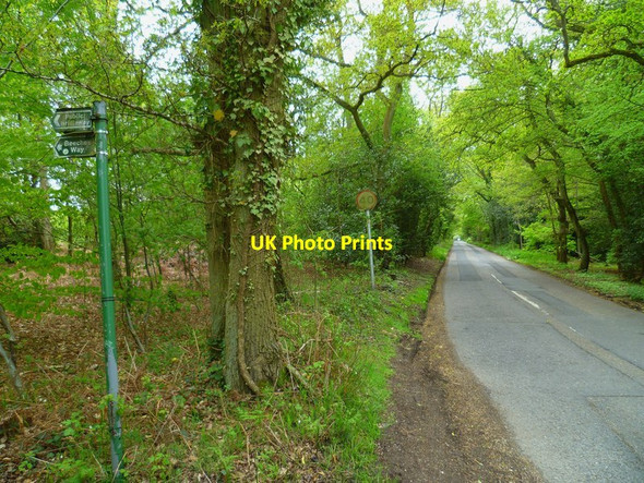 Photo 6"x4" Beeches Way (23) Littleworth Common\/SU9386 c2013