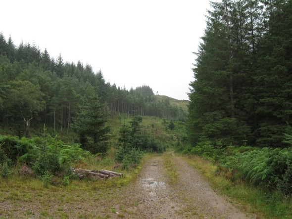Photo 6"x4" Track junction, part-cleared forestry, below Druim na Saille Kinlocheil c2008