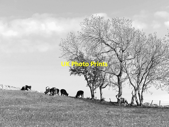 Photo 6"x4" Cattle, Craigsanquhar Logie\/NO4020 c2013