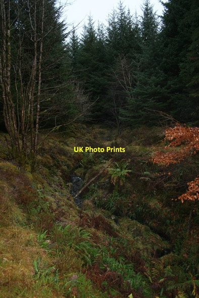 Photo 6"x4" Tiny unnamed burn in forest near Salachan Fiunary c2007