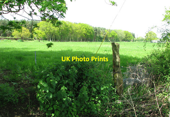 Photo 6"x4" Pasture by Spring Lane Farm Topcroft Street c2013