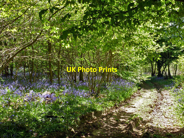 Photo 6"x4" Bluebells in Wartling Wood Wartling c2013