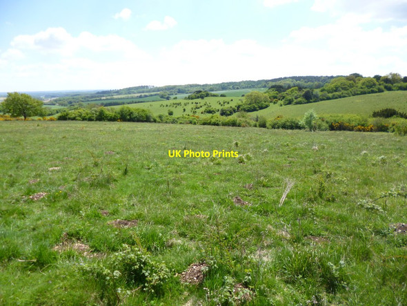 Photo 6"x4" Martin, downland Martin\/SU0619 c2013