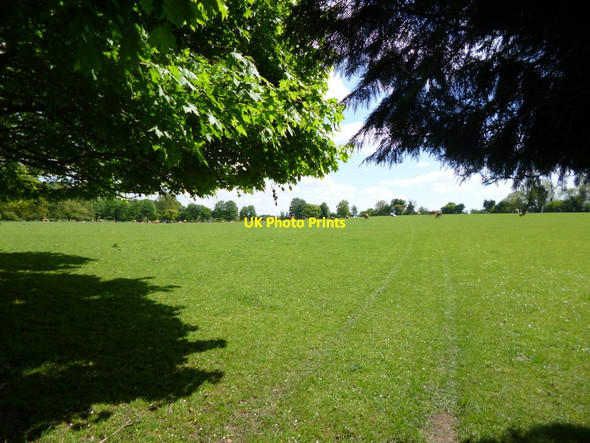 Photo 6"x4" Martin, cattle grazing East Martin c2013