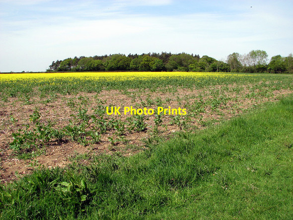 Photo 6"x4" View to California across oilseed rape field, Fritton Fritton\/TM2292 c2013