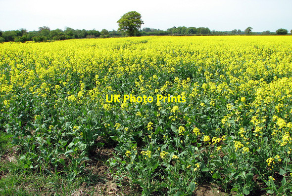 Photo 6"x4" Oilseed rape field, Fritton Fritton\/TM2292 c2013