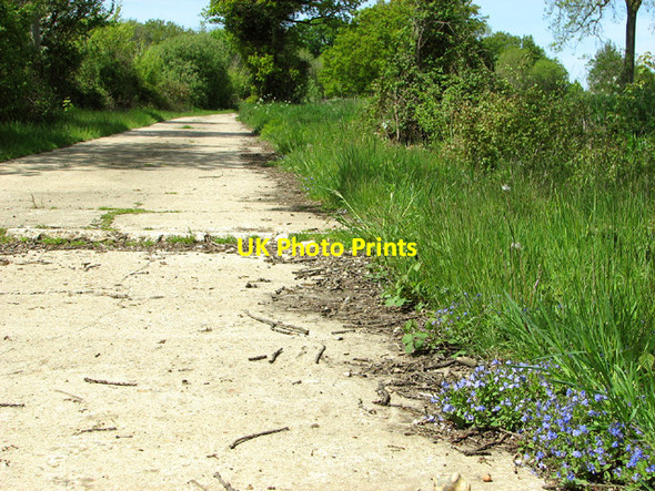Photo 6"x4" Speedwell beside Hogg Lane Upgate Street\/TM2891 c2013