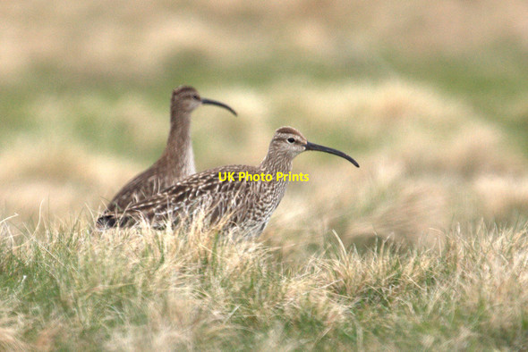 Photo 6"x4" Migrant Whimbrels (Numenius phaeopus), Lamba Ness Kirkaton c2013