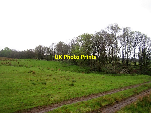 Photo 6"x4" Strip wood by Quoiggs Greenloaning\/NN8307 c2013