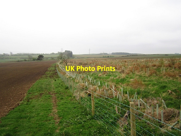 Photo 6"x4" A replanted strip wood Prieston\/NT5228 c2013