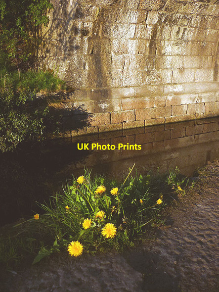 Photo 6"x4" Dandelions under Yealand Road Bridge Yealand Redmayne c2013