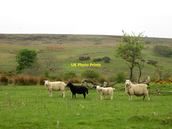 Photo 6"x4" A line up of sheep near Lucker Moor Warenford c2013