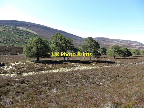 Photo 6"x4" Scots pines beside the Dee Muir\/NO0689 c2013