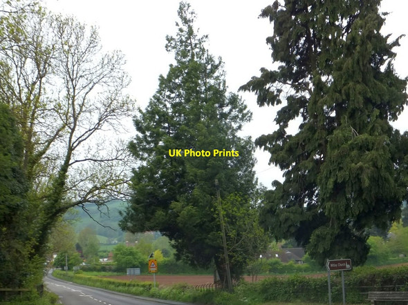 Photo 6"x4" Evergreen trees east of Great Witley Structon's Heath c2013