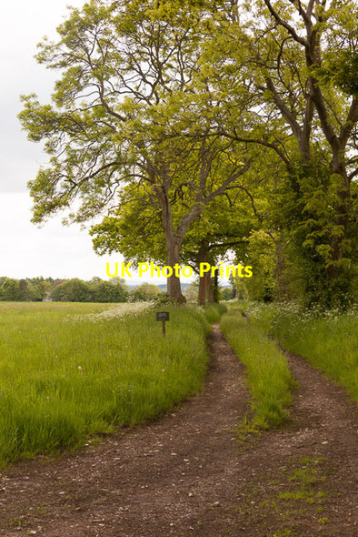Photo 6"x4" Private track to Broom Farm Soberton c2013