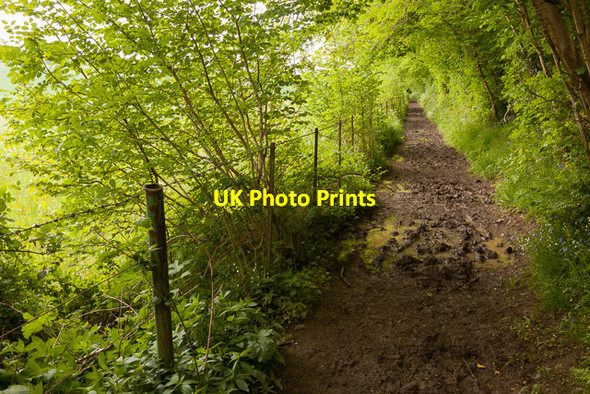 Photo 6"x4" The King's Way beside Bottom Copse Soberton c2013
