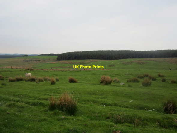 Photo 6"x4" Looking across grassland to March Plantation Warenford c2013