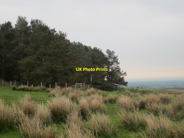 Photo 6"x4" The corner of Stell Plantation Warenford c2013
