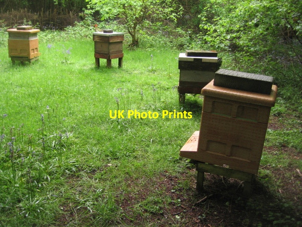 Photo 6"x4" Honey for the village? East Oakley c2013