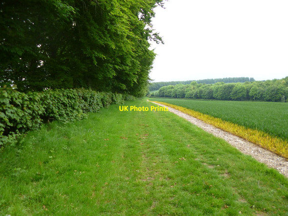Photo 6"x4" Black Hill, bridleway Whitsbury c2013