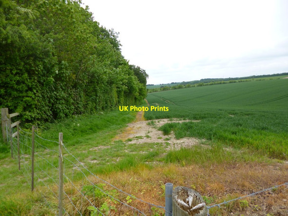 Photo 6"x4" Whitsbury Down, field boundary Whitsbury c2013