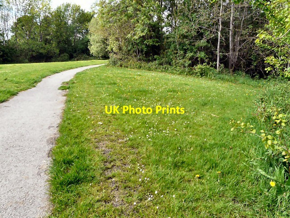 Photo 6"x4" Dandelions, daisies and buttercups Hyde\/SJ9494 c2013
