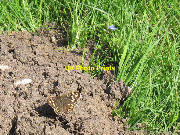 Photo 6"x4" Butterfly in Limpsfield churchyard Limpsfield c2013