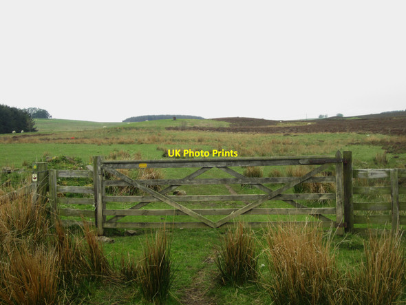 Photo 6"x4" Gateway onto access land near Sandyford Burn Warenford c2013