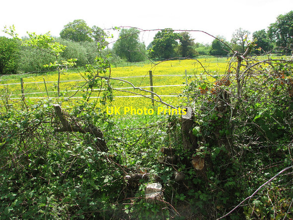 Photo 6"x4" Buttercup meadows, Barnby Barnby c2013