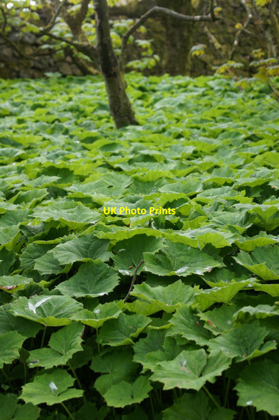 Photo 6"x4" White Butterbur leaves, Halligarth, Baltasound Baltasound c2013