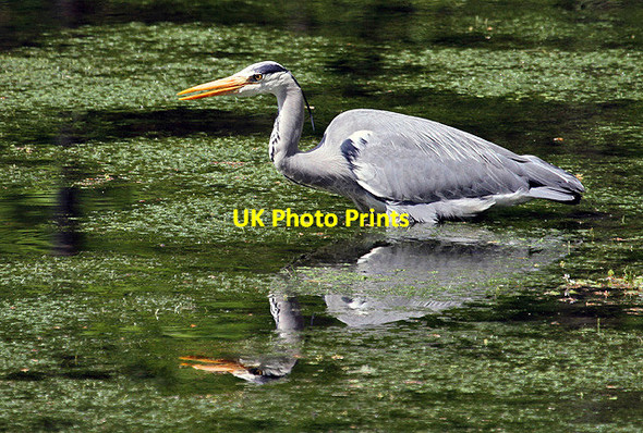 Photo 6"x4" A heron at New Abbey New Abbey c2013