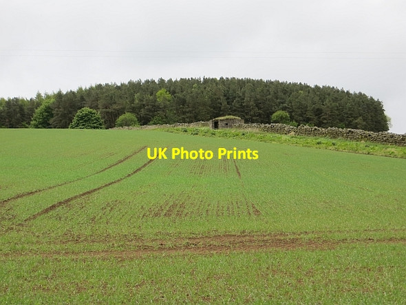 Photo 6"x4" Pillbox, Heifer Law South Charlton c2013