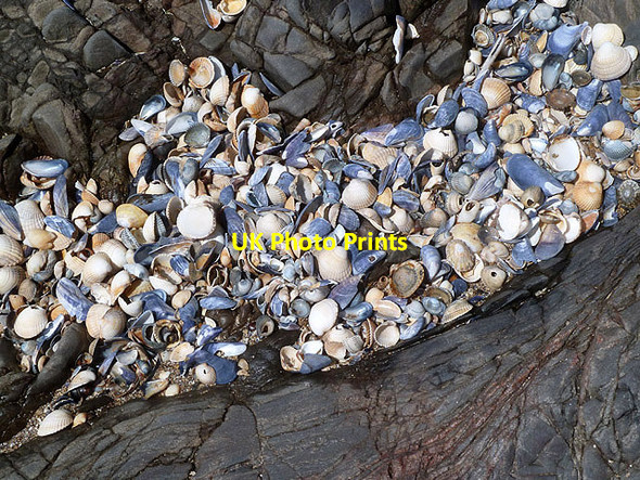 Photo 6"x4" Sea shells at White Port Rockcliffe\/NX8453 c2013