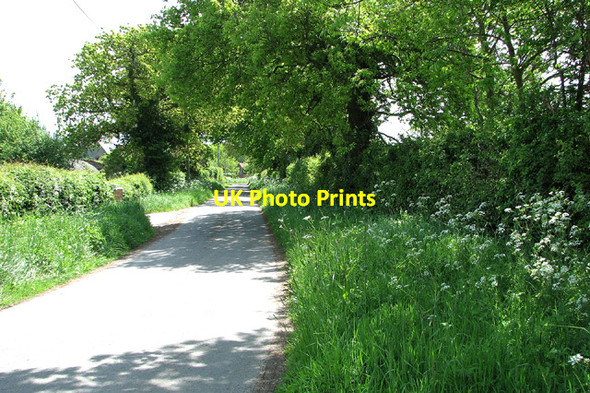 Photo 6"x4" Cow parsley beside Mutford Wood Barnby c2013