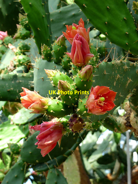 Photo 6"x4" Opuntia flowers in Birmingham Botanical Gardens Smethwick c2013