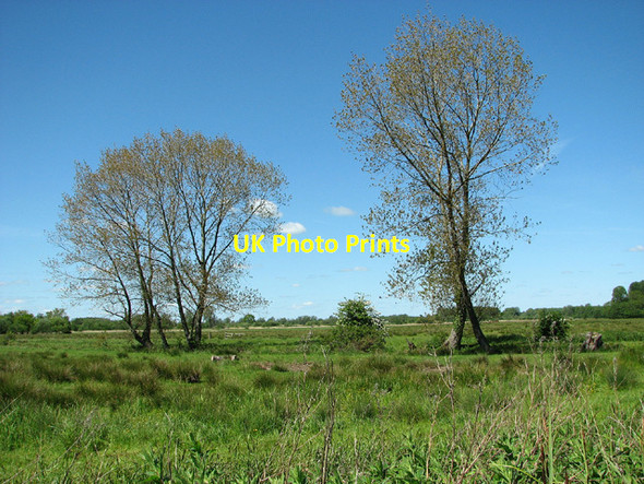 Photo 6"x4" Alders by drainage ditch, Aldeby Aldeby c2013