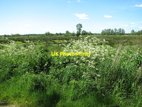 Photo 6"x4" Marsh pastures by Sutton's Farm Aldeby c2013