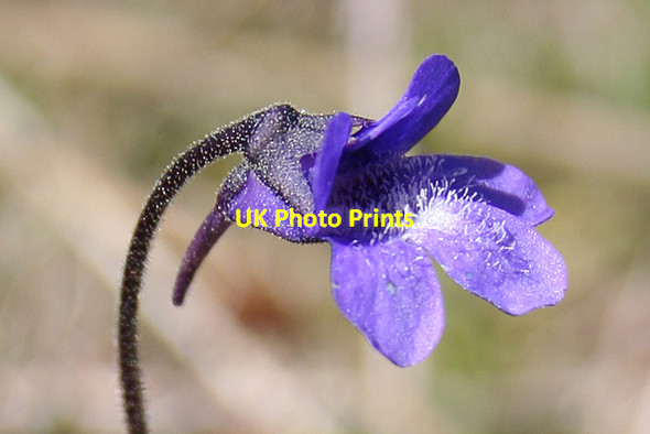 Photo 6"x4" Common Butterwort (Pinguicula vulgaris) Kingston\/NJ3365 c2013