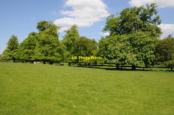 Photo 6"x4" Trees in Wimpole Park Old Wimpole c2013