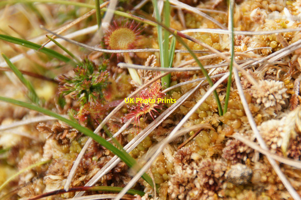 Photo 6"x4" Round-leaved Sundew (Drosera rotundifolia), Hermaness Burrafirth c2013