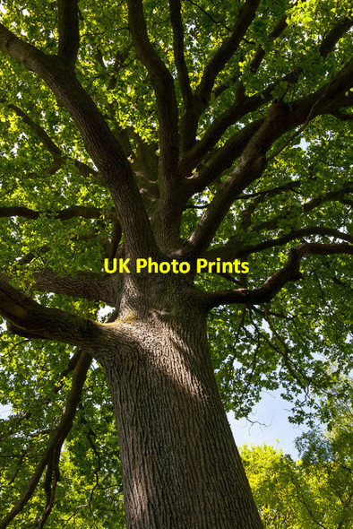 Photo 6"x4" Oak tree in Fiddlers Green woodland Knowle\/SU5609 c2013