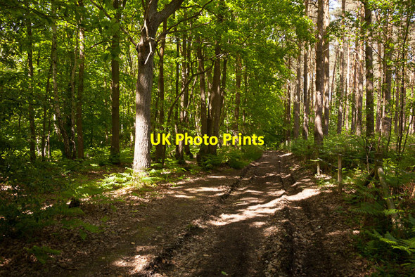 Photo 6"x4" Path in Fiddlers Green woodland Knowle\/SU5609 c2013
