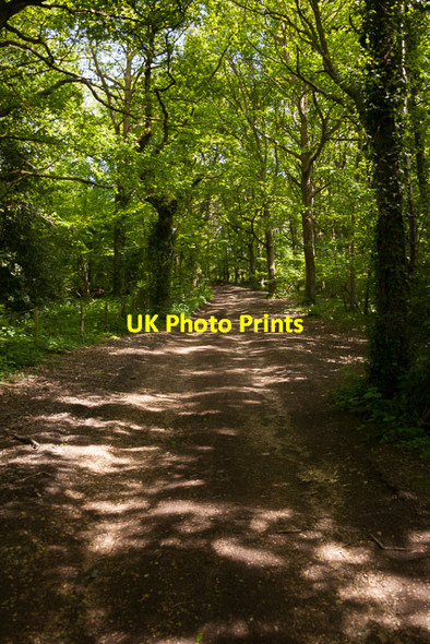 Photo 6"x4" Path in Fiddlers Green woodland Knowle\/SU5609 c2013