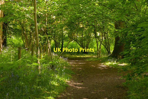 Photo 6"x4" Path emerging from Fiddlers Green woodland Knowle\/SU5609 c2013