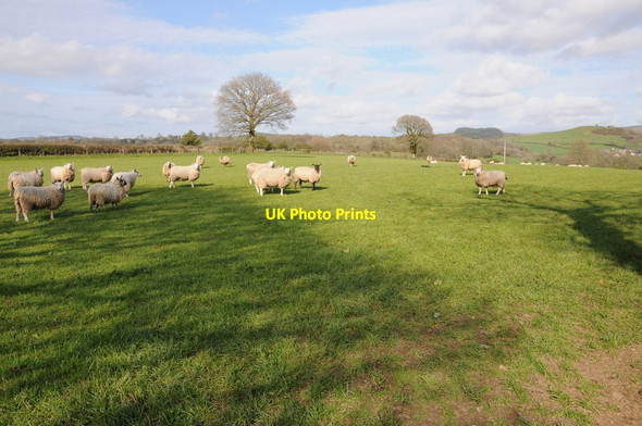 Photo 6"x4" Sheep grazing near Beili-glas Myddfai c2013