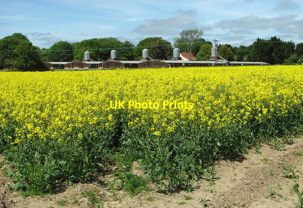 Photo 6"x4" Oilseed rape crop on Windle Hills Toft Monks c2013
