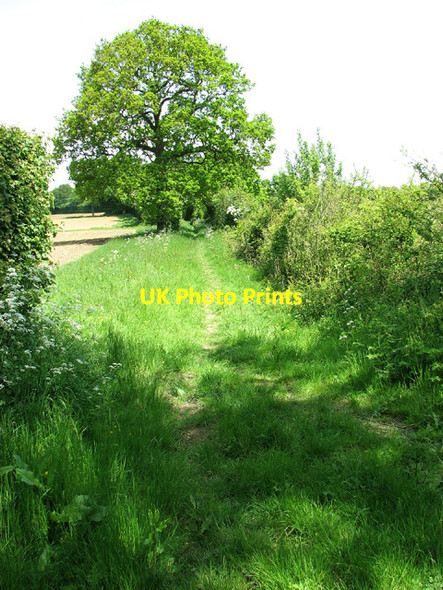 Photo 6"x4" Footpath to Bull's Green Bull's Green\/TM4194 c2013