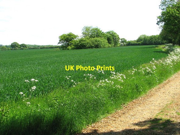 Photo 6"x4" Wheat crop beside Boot's Lane Bull's Green\/TM4194 c2013